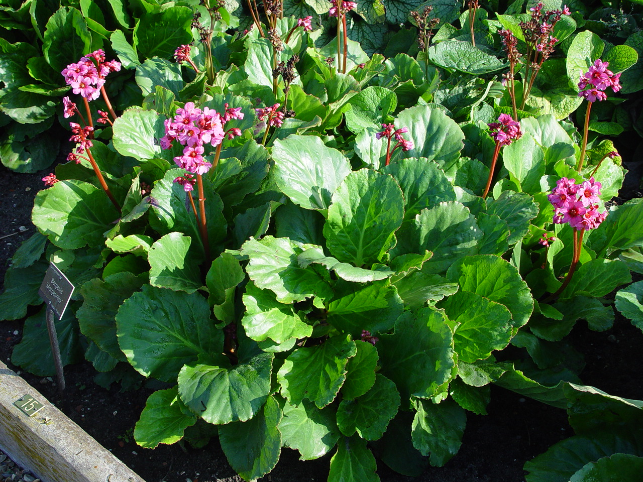 Bergenia cordifolia 'Magic Giant'